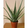 Aloe vera vaso 18 | Laserrafiorita.it