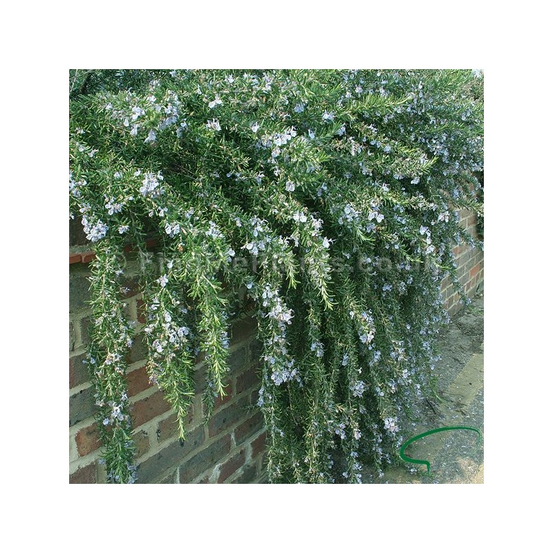 Rosmarino prostrato vaso 18 | Laserrafiorita.it