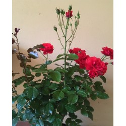 Rosa 'Trompetiste' v19